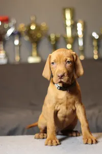 Wyżeł węgierski krótkowłosy - Pörgelóci Mercedes