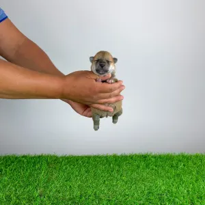Shiba Inu - Taiyo