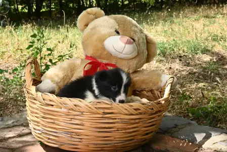 Border Collie - Dazzling Borders Beautiful Addiction