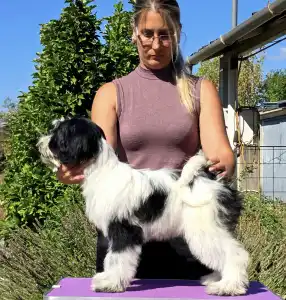 Tibetan Terrier - Leroy
