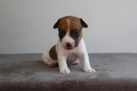 Jack Russell Terrier - Xedo