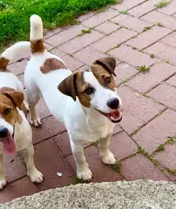 Jack Russell Terrier - Gold Leash Pascal