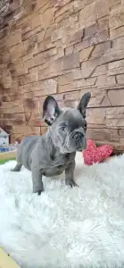 French Bulldog - Victor 