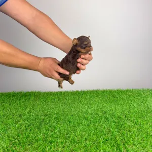 Yorkshire Terrier - Landro