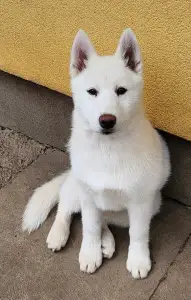 Siberian Husky - Jade Of Polar Moonlights
