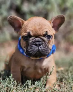 French Bulldog - Urus
