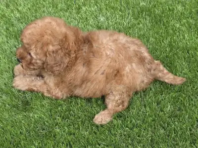 Cavapoo - Johanna