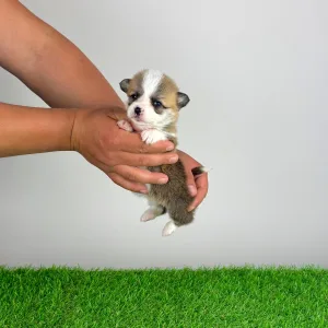 Welsh Corgi Pembroke - Affinity
