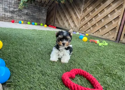 Biewer Terrier - Panda