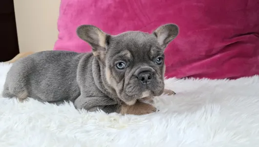 French Bulldog - Victor