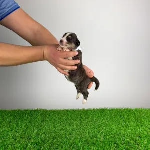 Australian Shepherd - Bigolo