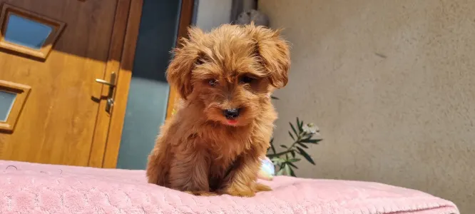 Maltipoo - Málna