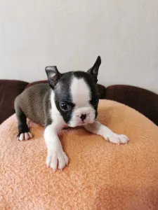 Boston Terrier - Wide Wings Bunny