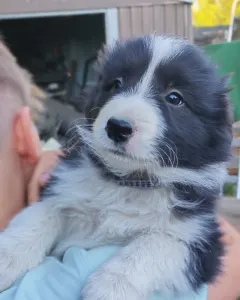 Border Collie - Brooklyn