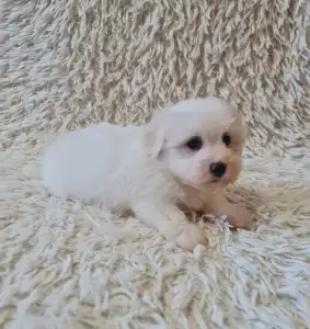 Coton de Tulear - Tim