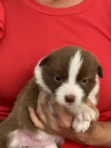 Border Collie - Ferrero/ Chocolate Sable Szuka