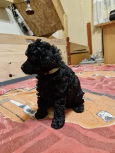 Törpe uszkár - Ajda