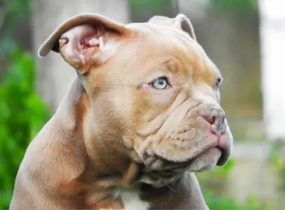 American Bully - Pocket - Ghostface Fighters Luna