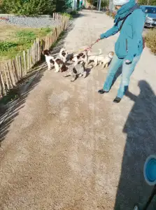 Romagna Water Dog - Lagotto Passion Aureate Vassilis