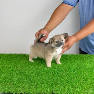 Chihuahua - Jilli