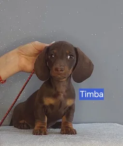 Dachshund - Timba
