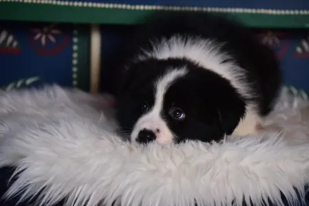 Border Collie - Lark Ascending Aria