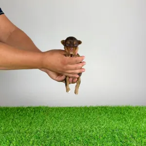 Yorkshire terrier - Harmony