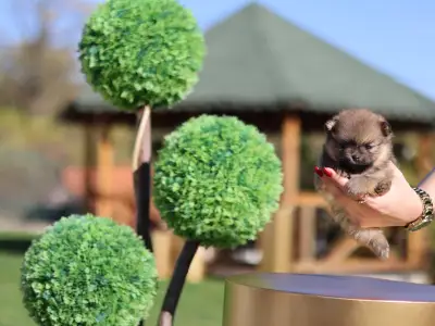 German Pomeranian Spitz - Mona๐ฉท