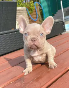 Французский бульдог - Gerald