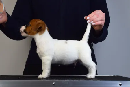 Jack Russell Terrier - Gold Leash Utamaro