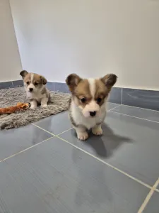 Welsh Corgi Pembroke - Dodo