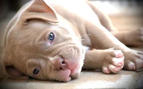 Amerikai Bully - Pocket - Zaria