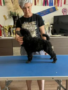 Poodle Standard - Silver Male