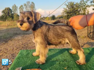 Schnauzer nain - Jim