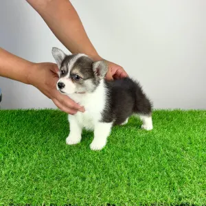Welsh Corgi Pembroke - Chloe