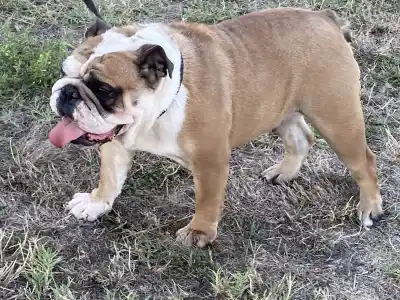 Bulldog - Legendary Winners Lasa