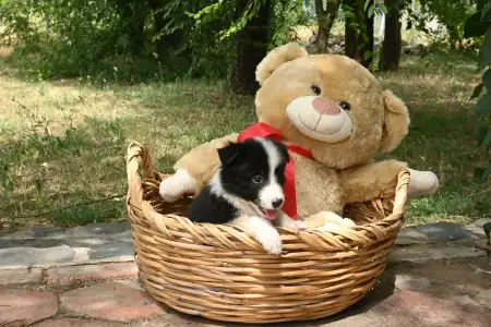 Border Collie - Dazzling Borders Believe In Wonders