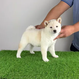 Shiba - Jakuen