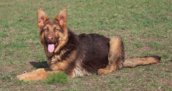 German Shepherd Dog - Rawda