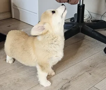 Welsh corgi pembroke - Bogyo