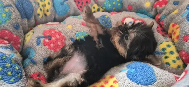 Yorkshire Terrier - Inci-fincy (extra Small Size)