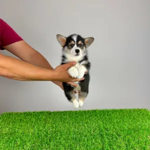 Welsh Corgi Pembroke - Rolly