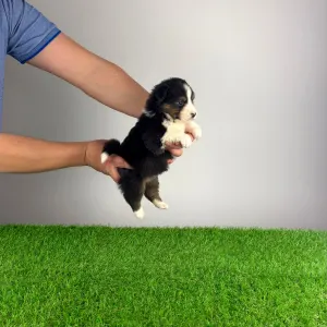 Ciobanesc Australian - Cagan