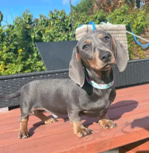 Dachshund - Oliver