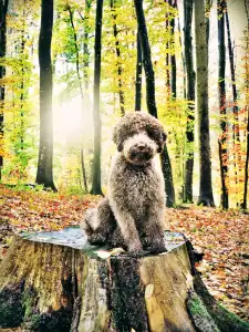 Romagna Water Dog - Lagotto Passion 