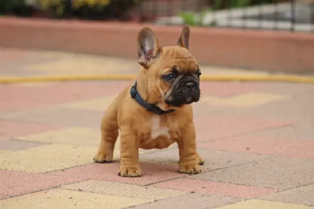 Francia bulldog - Usagi