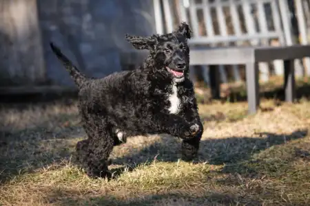 French Water Dog - Enzo