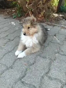 Collie Rough - Dark