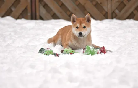 Shiba - Bravados Bara