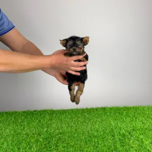 Yorkshire terrier - Petty